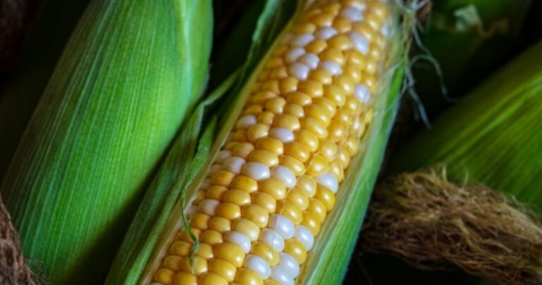 初夏の味覚！静岡県森町で大人気のトウモロコシ「甘々娘」を直売所に買いに行ってきた！【前編】