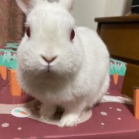 小糸 あき