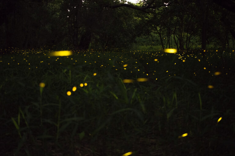 癒しを求めて「なばなの里」後編〜三重県桑名市長島町〜