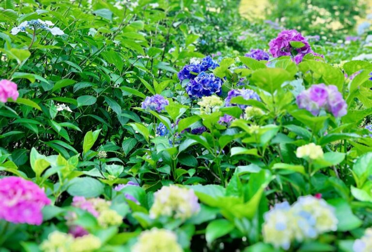 南沢あじさい山で過ごす自然に囲まれた豊かなひと時