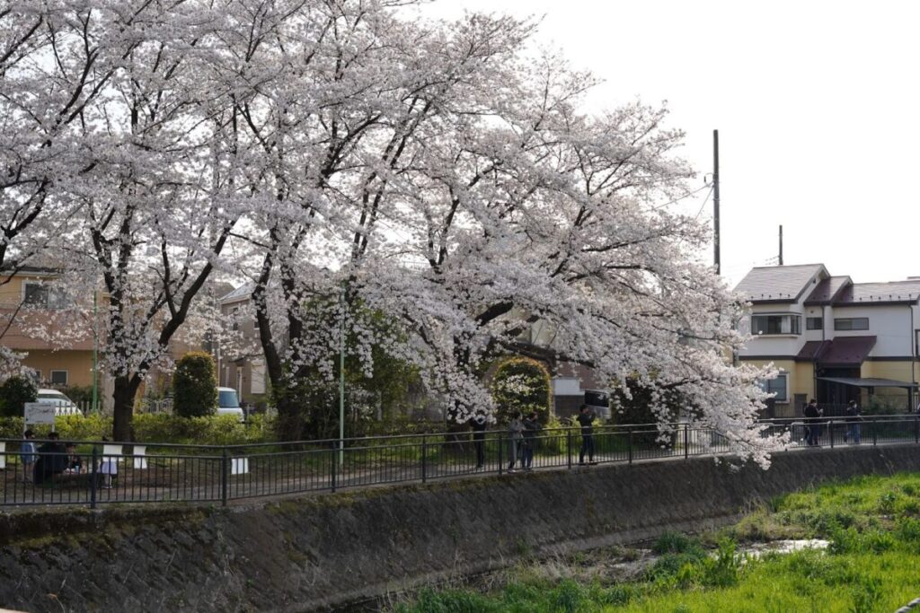 桜の公園