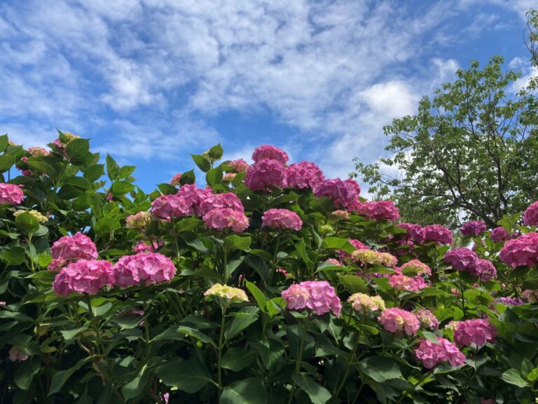 白鳥池をめぐる紫陽花ロード｜山形県酒田市・飯森山公園
