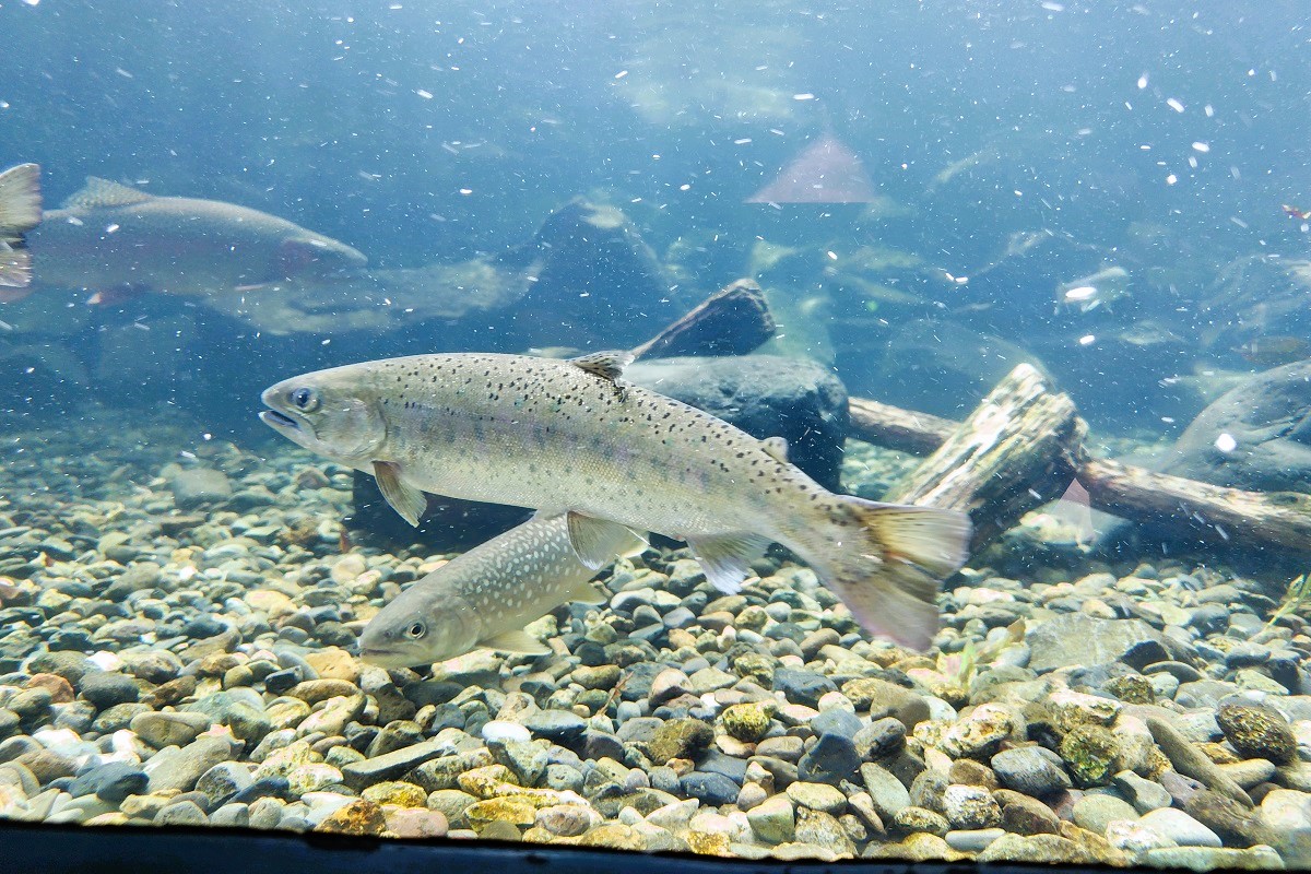 幻の淡水魚「イトウ」が悠然と泳ぐ北の大地の水族館-山の水族館-【夏編