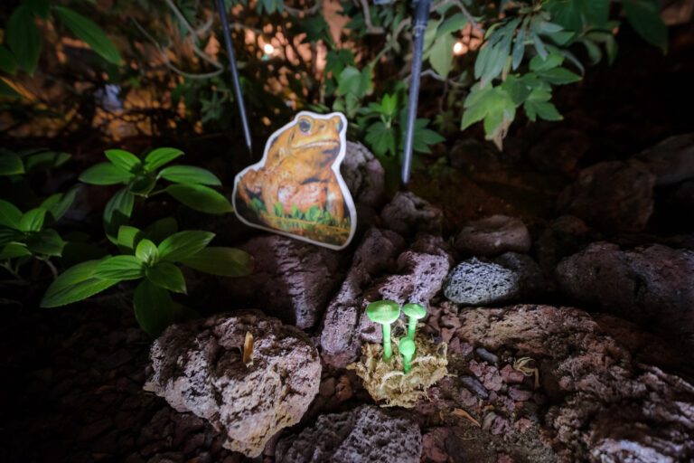 東京で夜の熱帯を疑似体験！神代植物公園大温室夜間公開に行ってきたよ【後編】｜東京都調布市