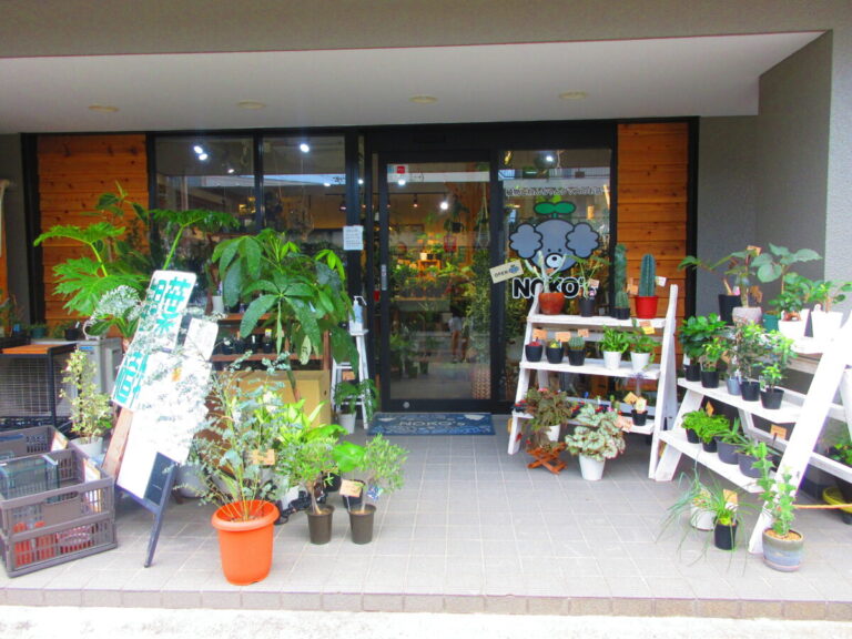 植物ショップなのにカメやベタ、犬がお出迎え！？植物とわんちゃんグッズのお店NOKO’s【ノコズ】