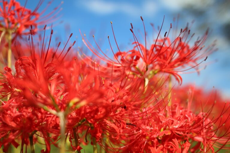 約10万本の花が咲く「彼岸花の里 徳山」で秋の訪れを感じる