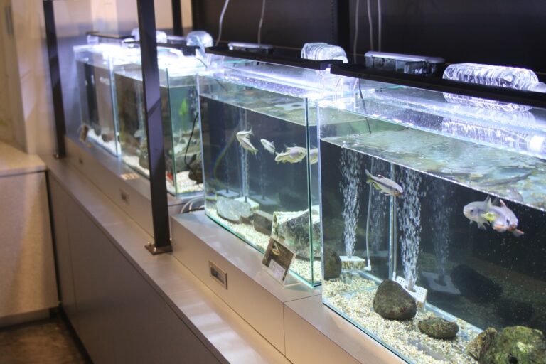 小さなびわ湖水族館「オサカナラボ」は無料で楽しめて環境学習もできる