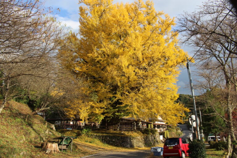 信玄と信長の軍が衝突した地｜樹齢1000年を超える長楽寺の大いちょうの紅葉が見ごろ