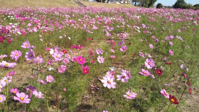 秋に咲くコスモスで心を癒す！静岡県袋井市のコスモス畑