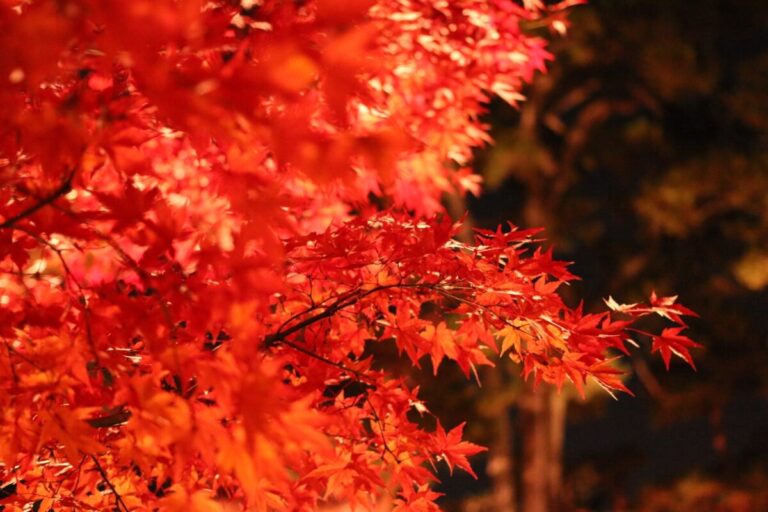 荻窪・大田黒公園は紅葉の名所！期間限定ライトアップを見に行こう！
