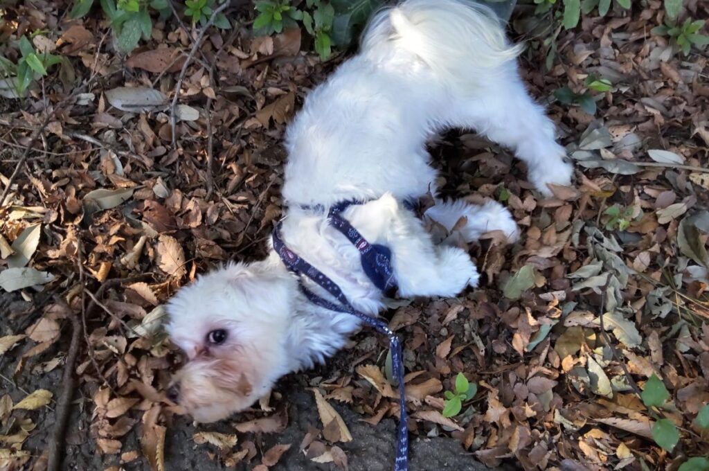 平中央公園の落ち葉に喜ぶ犬