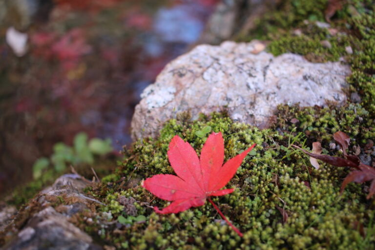 散策しながら紅葉狩り｜地元住民が守る「鶏足寺」「石道寺」