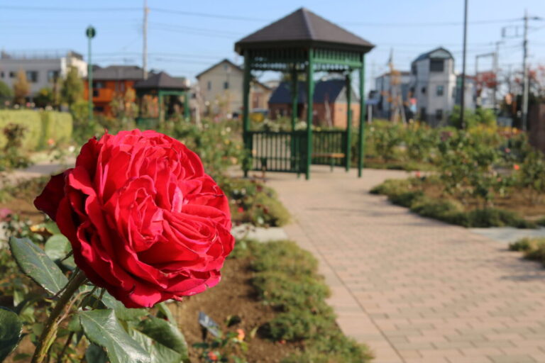 住宅街の中の癒し空間「奥戸ローズガーデン」｜東京都葛飾区