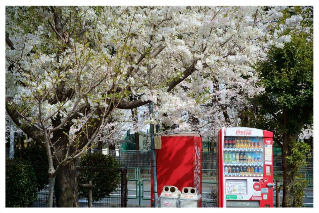 武蔵野の森公園南地区の桜