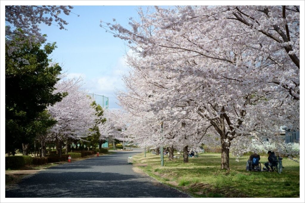 武蔵野の森公園南地区の桜