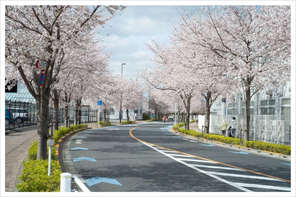 大沢グラウンド通りの桜