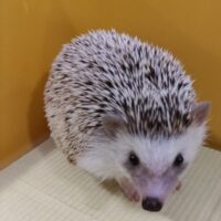 moe