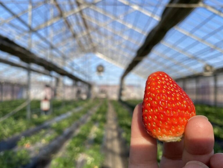 宇都宮市「大空いちご園」でいちご狩り!駅から近い便利な立地で食べ放題を楽しもう