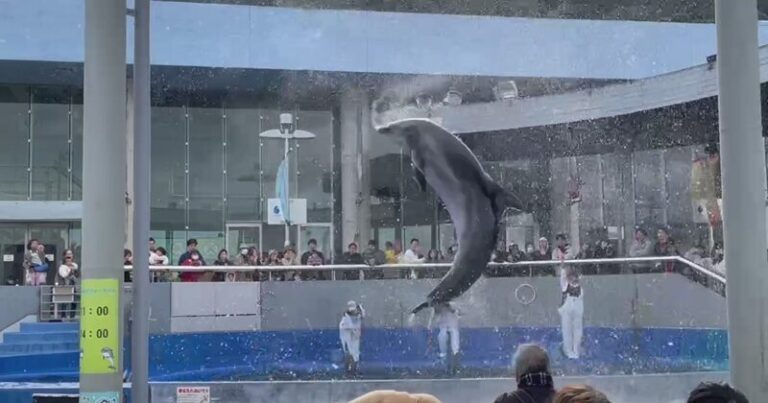 大分市の水族館|うみたまごで紡ぐ家族の記憶