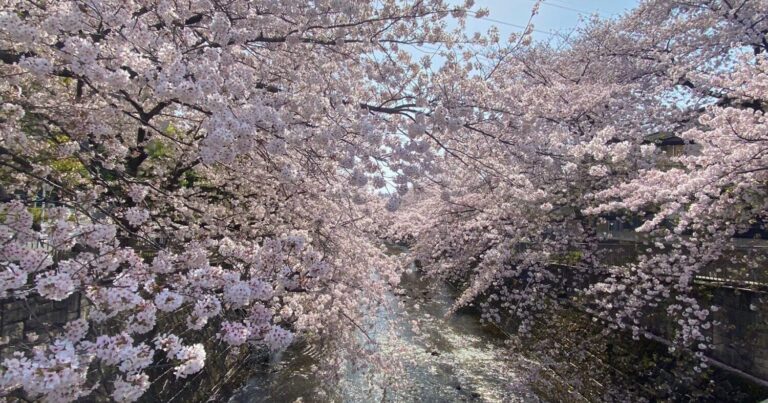 桜並木なら町田の恩田川沿いを散歩しよう！カフェや公園など立ち寄りスポットも｜東京都