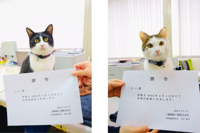 ネコが社員？疲れたときにモフモフできる！癒やし効果で社員はにっこり | 三協精器工業株式会社