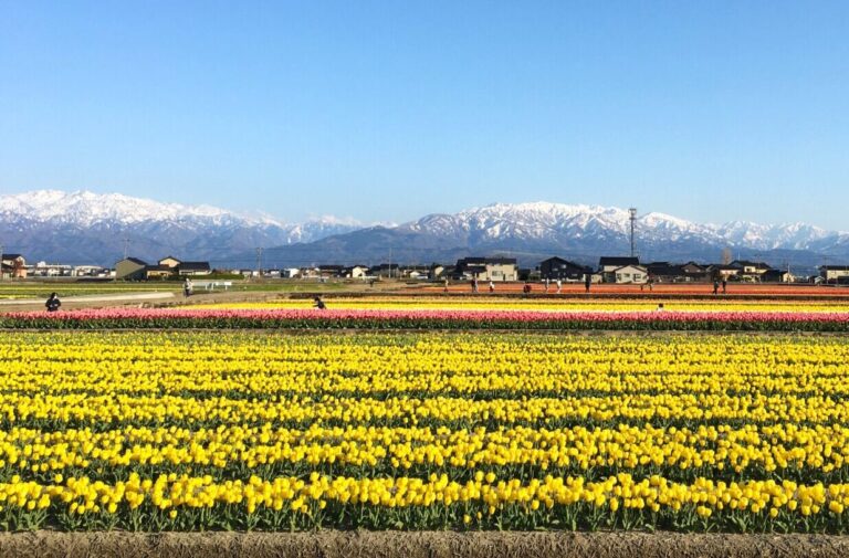 【春の絶景】一度は行きたい！300万本のチューリップ畑｜富山県入善町