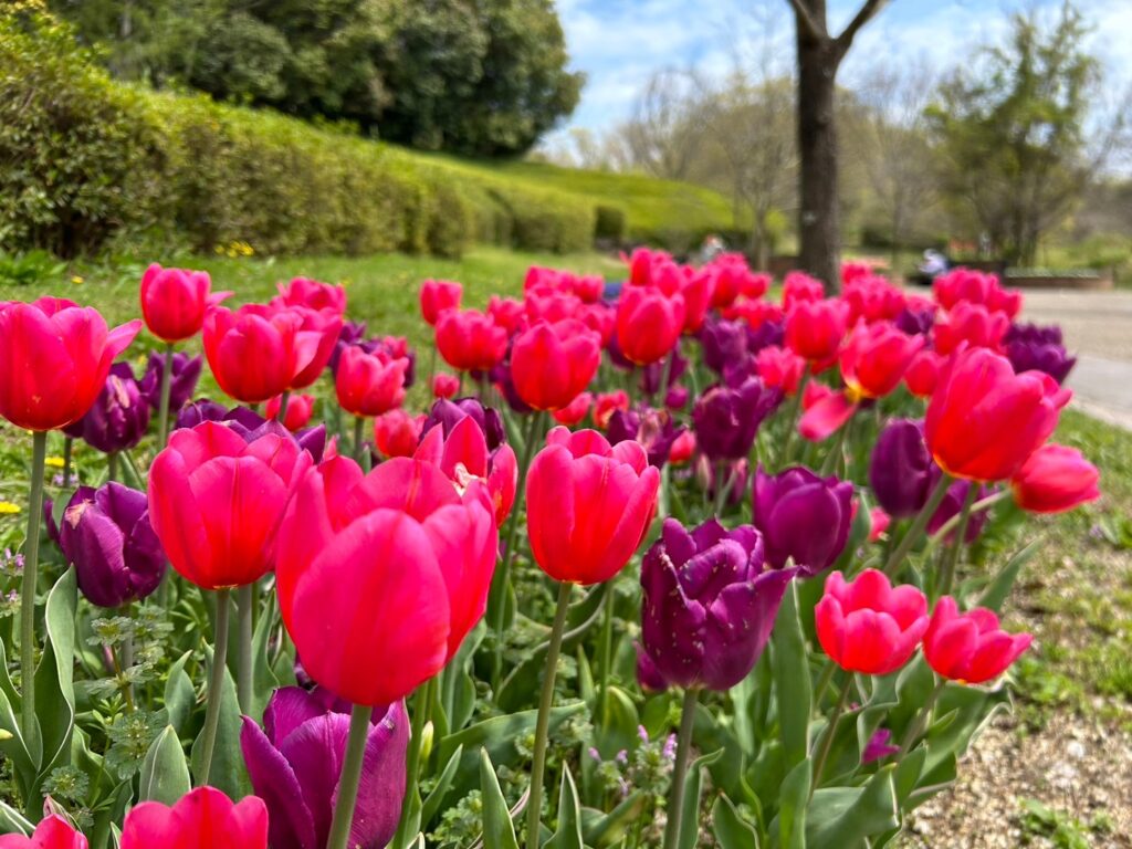 馬見 丘陵 公園 チューリップ