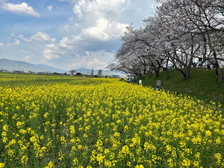 桜と菜の花のコラボは最高！奈良県橿原市の藤原宮跡「菜の花園」の魅力