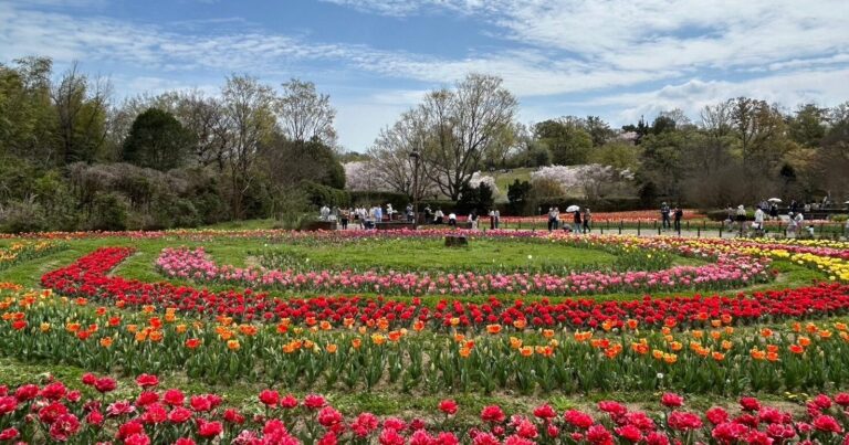 馬見丘陵公園のチューリップフェアに行こう！春の魅力を語る