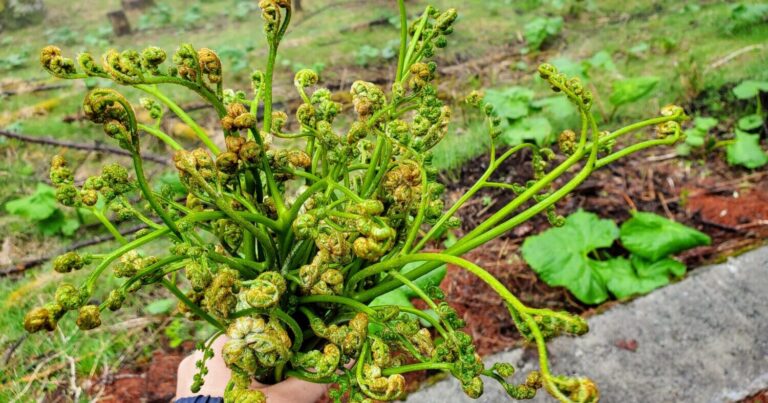 春のわらびレシピ｜気軽に作れる！山菜のおいしい食べ方