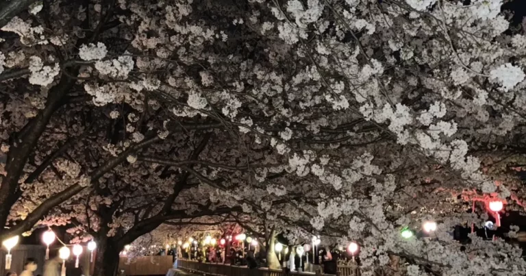 【桜の名所】桜とライトアップが調和する絶景！魅力あふれる「鹿の井出水」｜香川県高松市