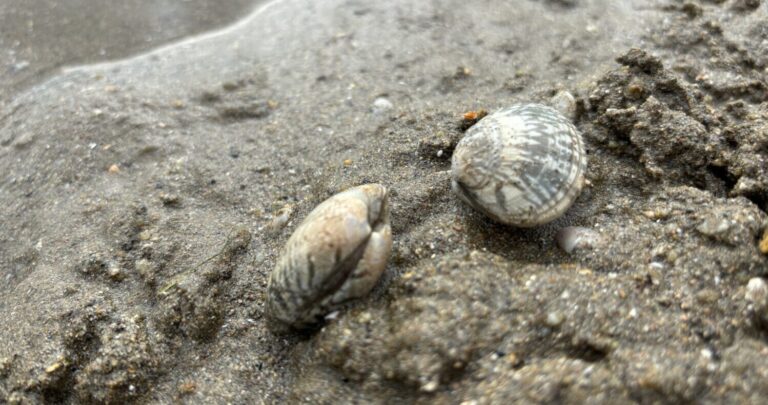 1人で200個以上も採れる？家族や友人と潮干狩りを楽しめる姫路的形海水浴場【前編】