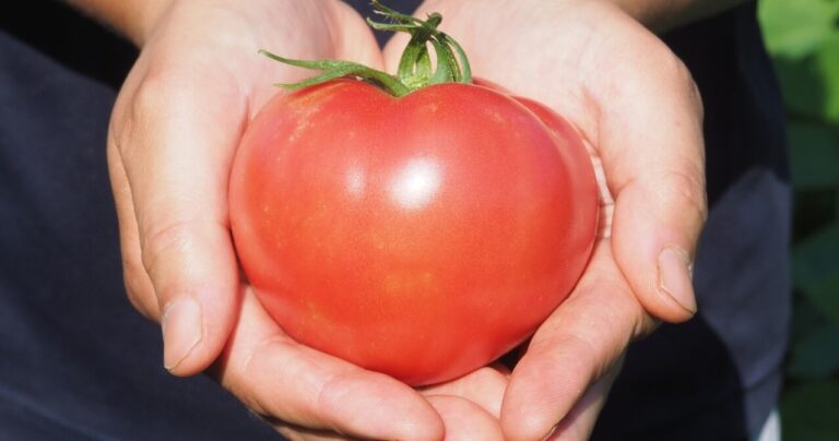 東京23区で農業！？希少な葛飾野菜を生産する田中農園を訪問