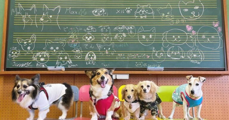 廃校を利活用した新たな憩いの場。人と犬が笑顔になれる『マメノキドッグパーク』｜千葉県富津市
