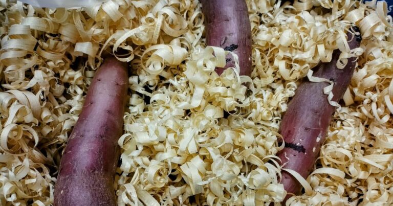 檜のおがくずで熟成！サシノベルテの冷やしやきいも｜茨城県石岡市