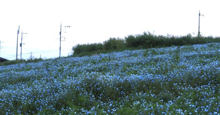 【鼻高展望花の丘】子どもから大人まで楽しめる季節の花が美しい人気のお花畑と周辺グルメ・観光スポット｜群馬県高崎市