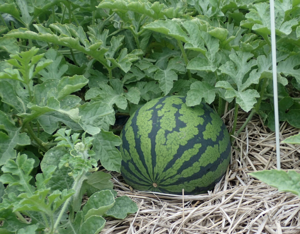 生育中の紅まくら