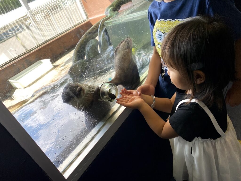 カワウソと握手をする女の子