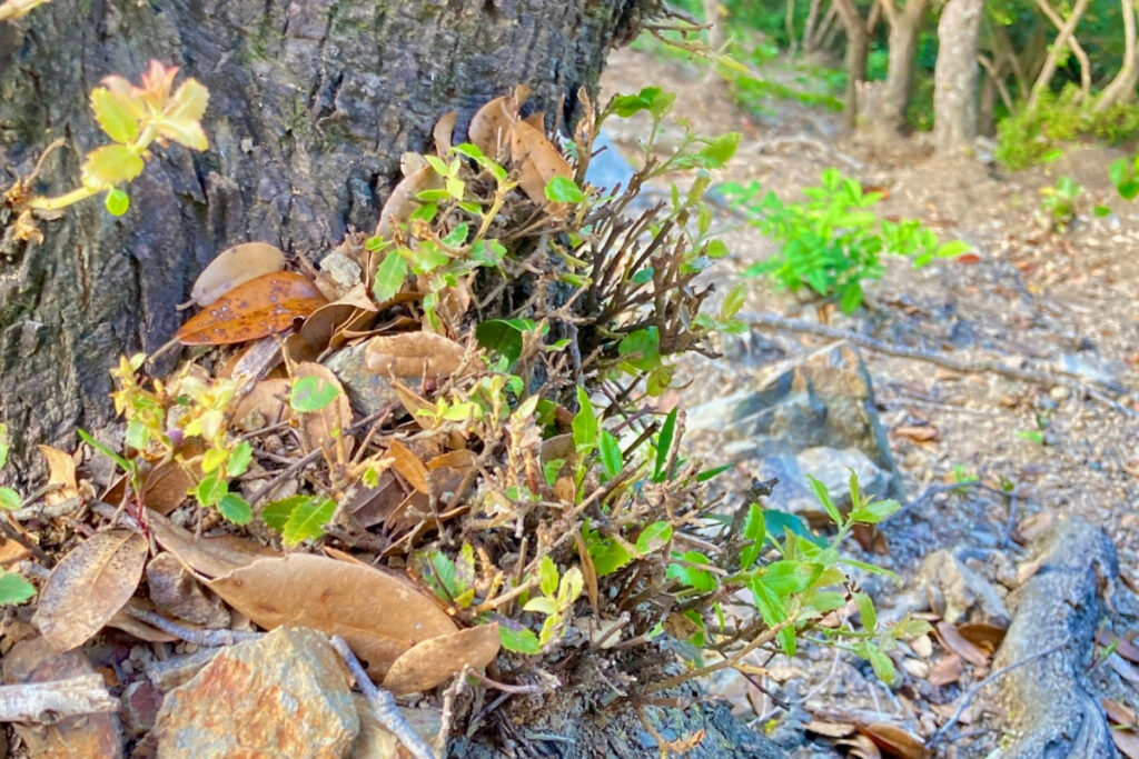 シカに食べられてしまった、ウバメガシの新芽。