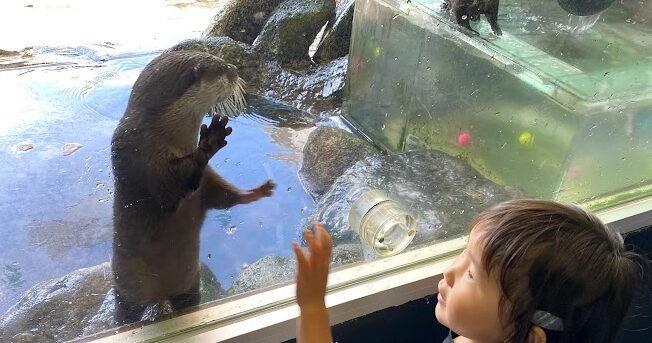 カワウソとふれあう女の子