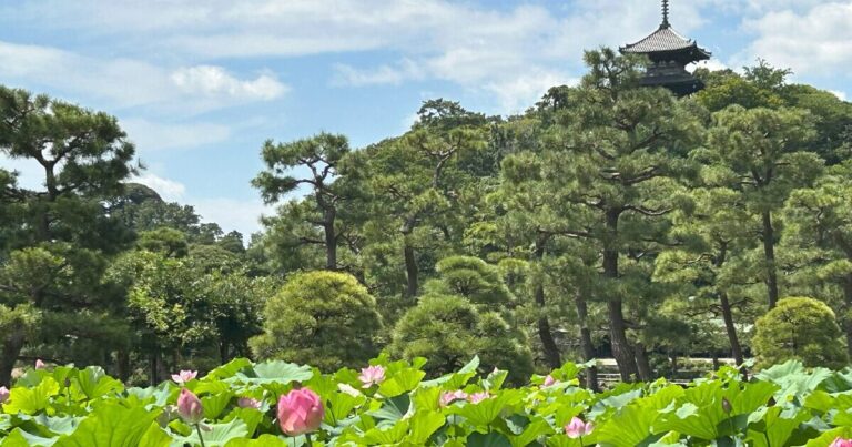 古建築と蓮の調和、三溪園で四季折々の風情を感じて｜神奈川県横浜市