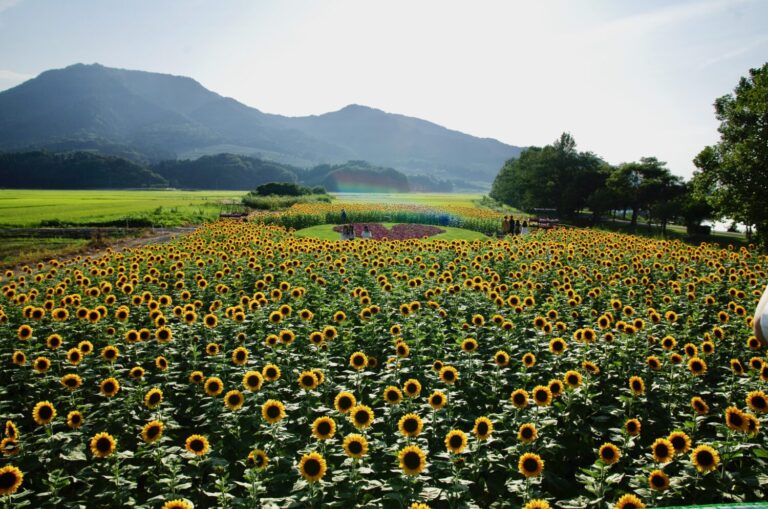 【上堰潟公園】レジャー・季節の花やわらアートが楽しめる自然豊かな総合公園