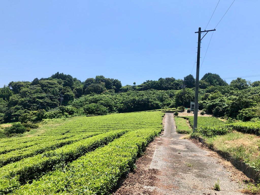 茶畑の間を歩いて山頂へ