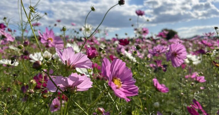 藤原宮跡「コスモス花園」は絶景!奈良県橿原市のコスモスの魅力