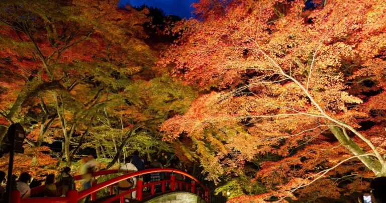 伊香保温泉 湯元河鹿橋 紅葉ライトアップ2024｜群馬の名湯が幽玄な光に包まれる