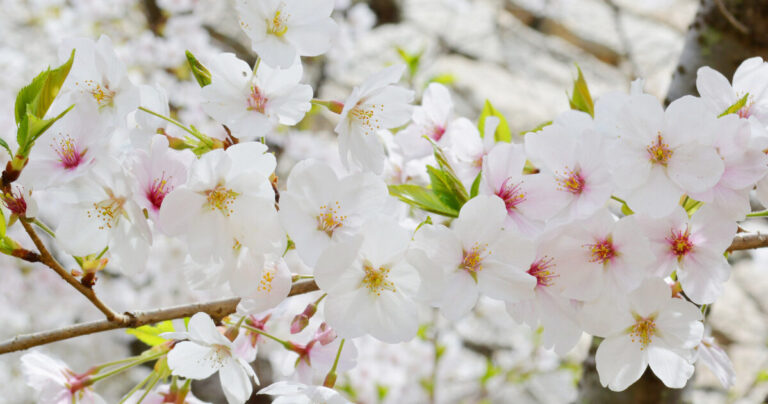 岡山にある奇跡の天然記念物「宗堂桜」｜可憐で美しい花には悲しい伝説があった…