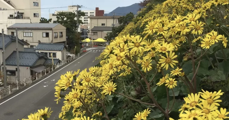 【つわぶき祭】史跡や仏閣と秋の風物詩「つわぶき」が共演！寺泊の魅力を存分に体感しよう！