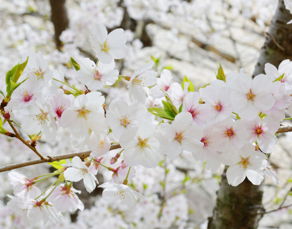 ソメイヨシノの花