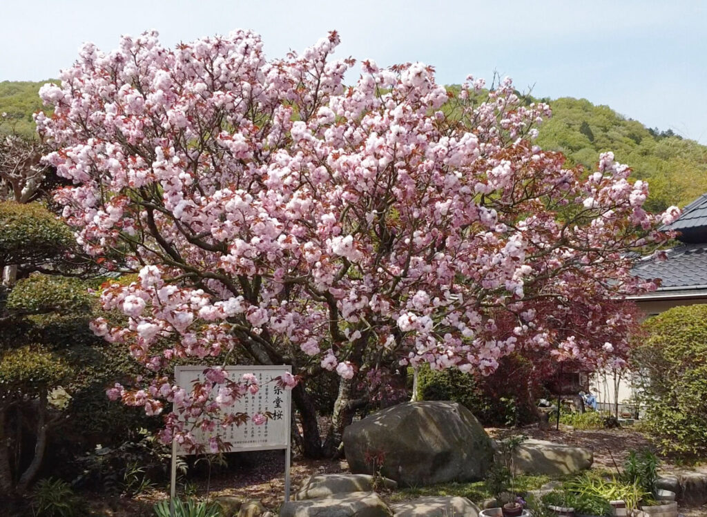 天然記念物に指定されている「宗堂の桜」