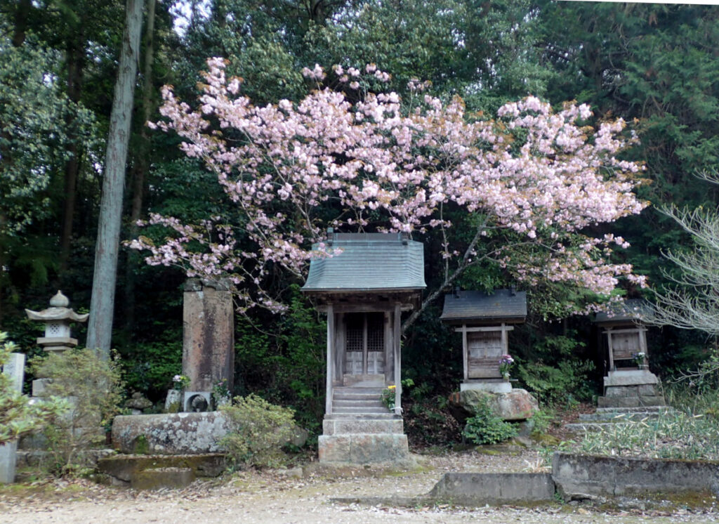 雲哲院日鏡上人の墓に咲く宗堂桜